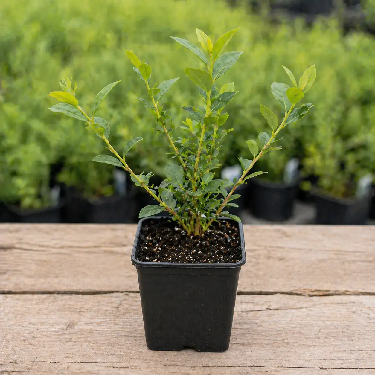 Отримуєте саджанець Цюріх