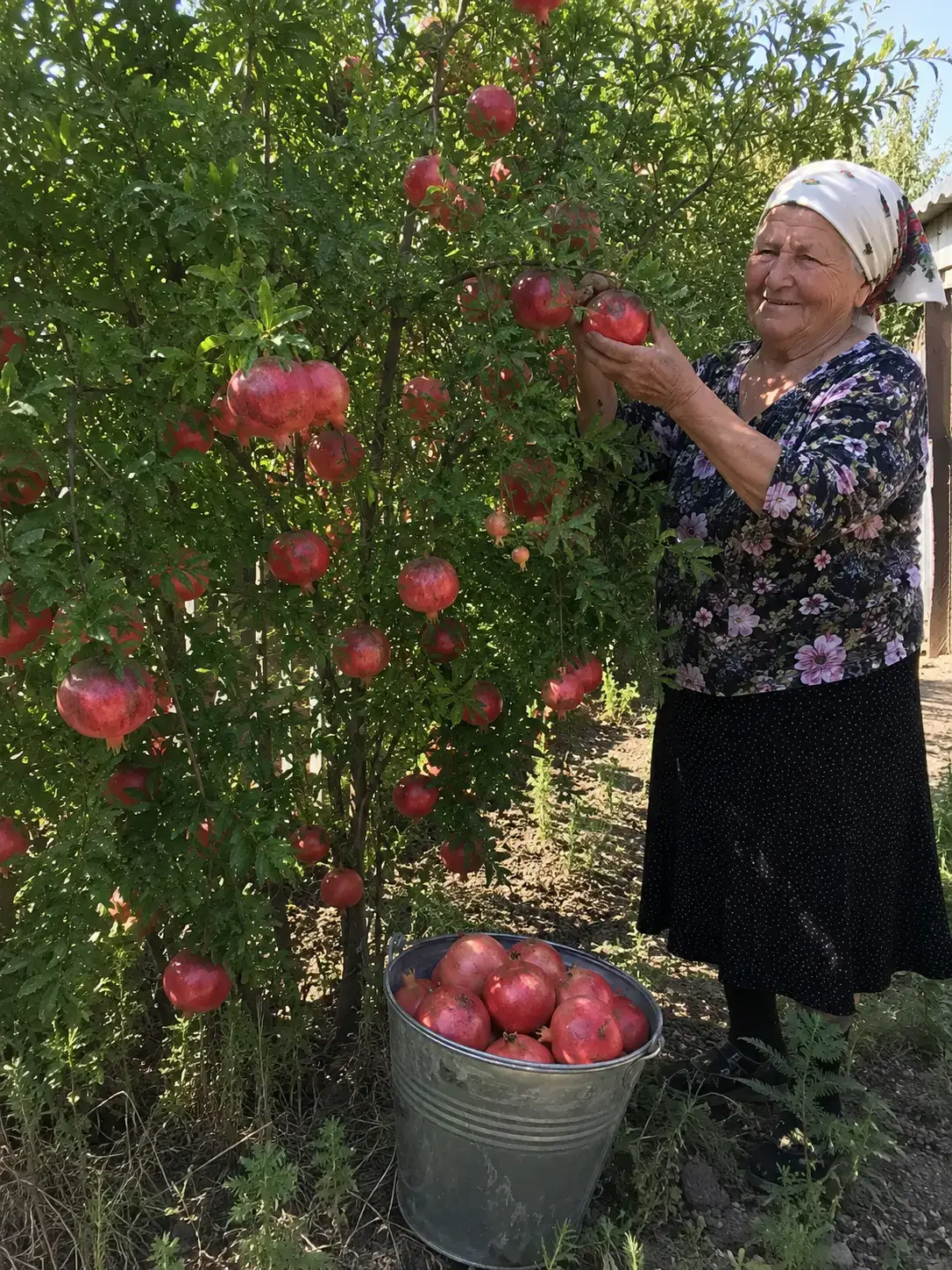 Фото від покупця: саджанець у горщику