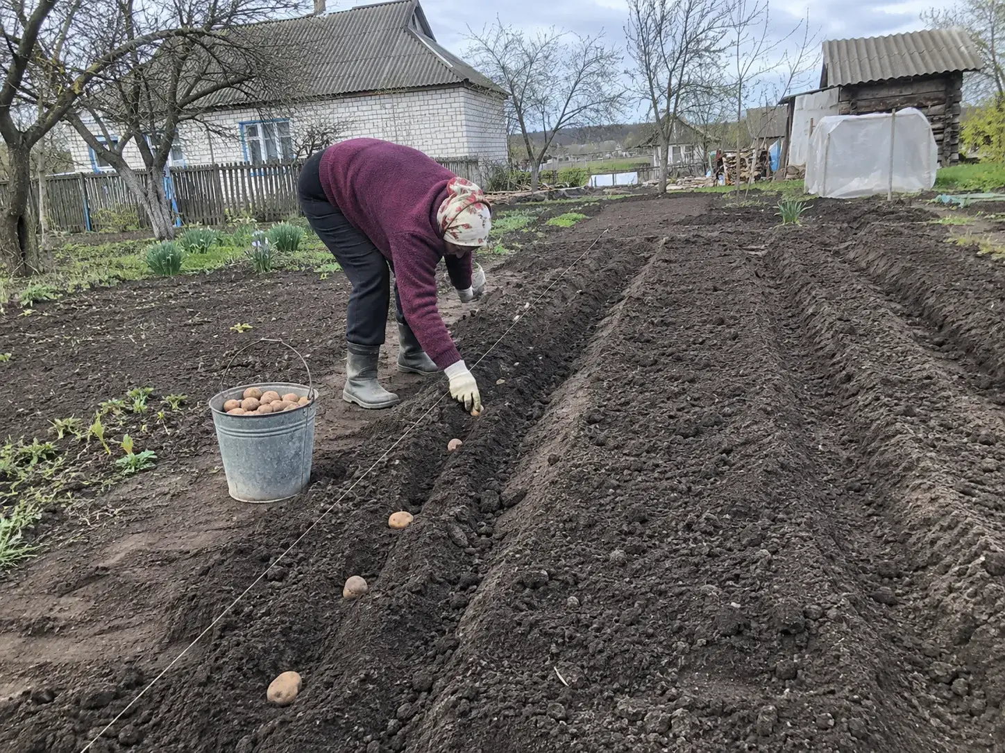 ФОТО_10 — гола грядка, посадка у квітні